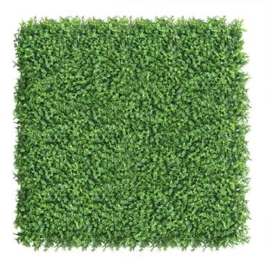 Mur végétal Tuja 50x50 cm