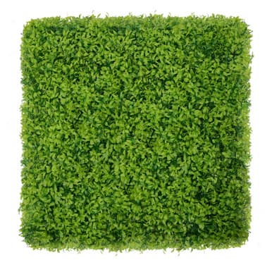 Mur végétal Buxus 50x50 cm