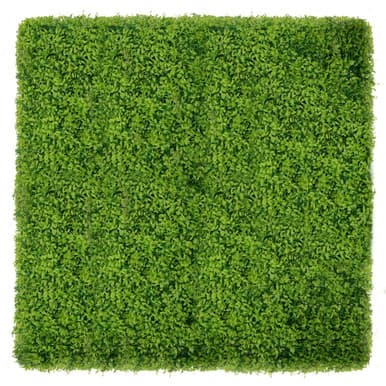Mur végétal Buxus 50x50 cm